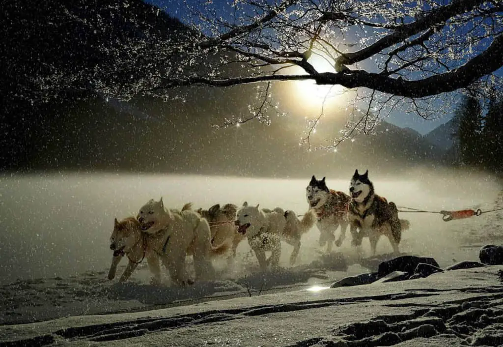 Do Huskies Play Rough. A team of Huskies running through the snow, pulling a sled at twilight.