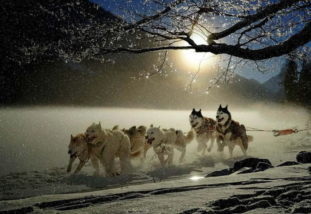 History of The Siberian Husky to Help Understand Their Traits
