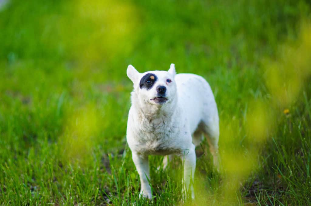 How to Prevent Dog Bites. A white Jack Russell dog with a black patch on its eye, standing stiffly with ears back on the grass.