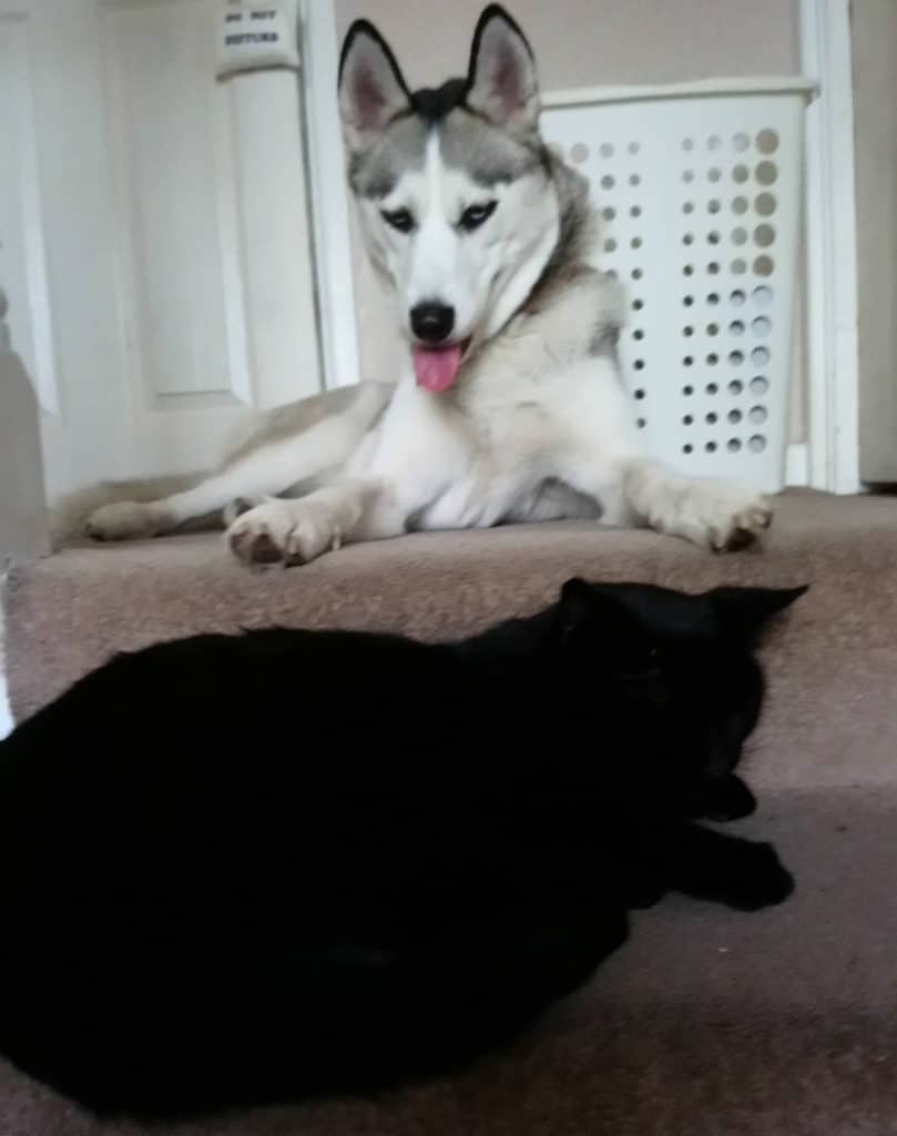 Cat and Dog First Introductions