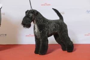 Which Dogs Smell The Least. Black Kerry Blue Terrier standing on a red floor with a white wall behind it.
