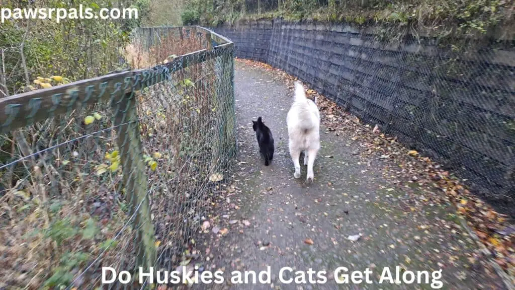 Do Huskies and Cats Get Along. Luna, the grey and white blind Siberian Husky, and Pickles, the black cat walking along the path next to the fence at the riverside.