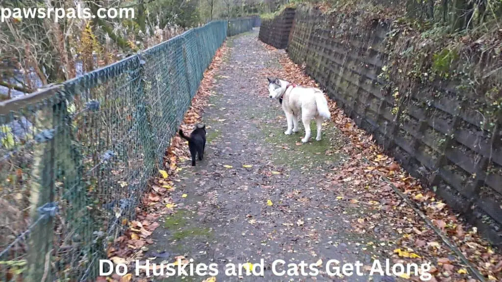 Do Huskies and Cats Get Along. Luna, the grey and white blind Siberian Husky, and Pickles, the black cat walking along the path next to the fence at the riverside. Luna standing waiting for Pickles to catch up.