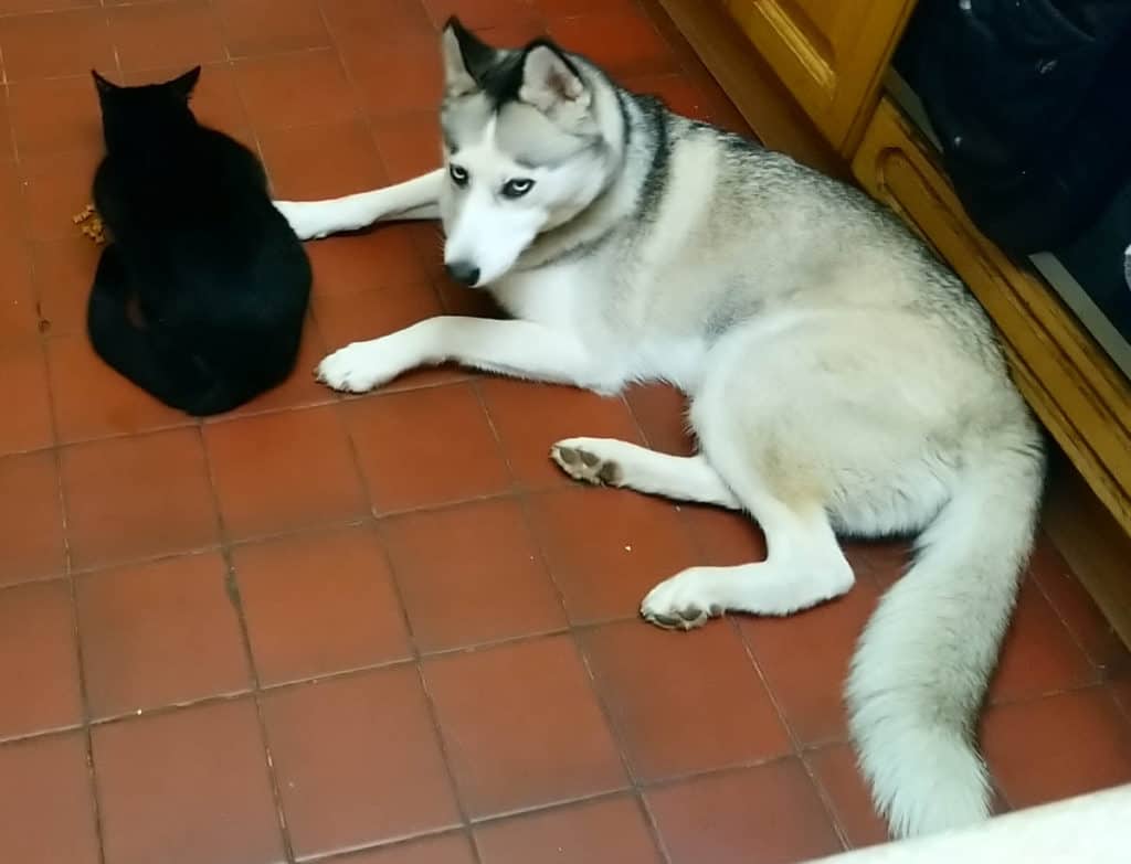 Do Huskies and Cats Get Along. Pickles, the black cat lying on a red tile floor eating cat treats, with Luna, the grey and white Siberian Husky, lying on the red tile floor beside hi.