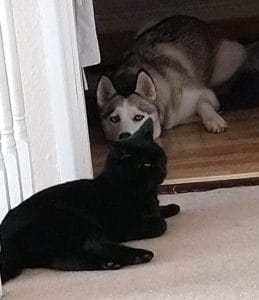 Can Cats and Dogs Live Together. Pickles, the black cat lying on the cream carpet at the doorway in front of Luna, the grey and white Siberian Husky lying on a wooden floor.