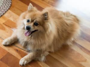 Which Dogs Smell The Least. Tan-colored Pomeranian lying on a wooden floor.
