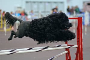 Which Dogs Smell The Least. Black Portuguese Water Dog jumping over agility jumping poles, with people and agility equipment in the background.
