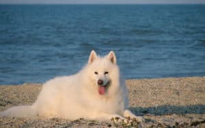 Which Dogs Smell The Least. White Samoyed lying on sand with the sea in the background.