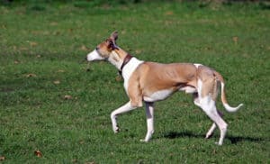Which Dogs Smell The Least. Brown and white Whippet walking on the grass.
