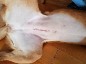 Should I Neuter My Dog. The brown dog, with a shaved stomach, lying on its back on a red tile floor, shows a spaying incision scar.