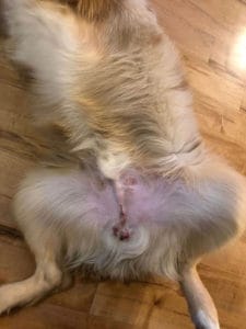 Should I Neuter My Dog. Cream and white dog lying on his back on a wooden floor showing the neutering incision.
