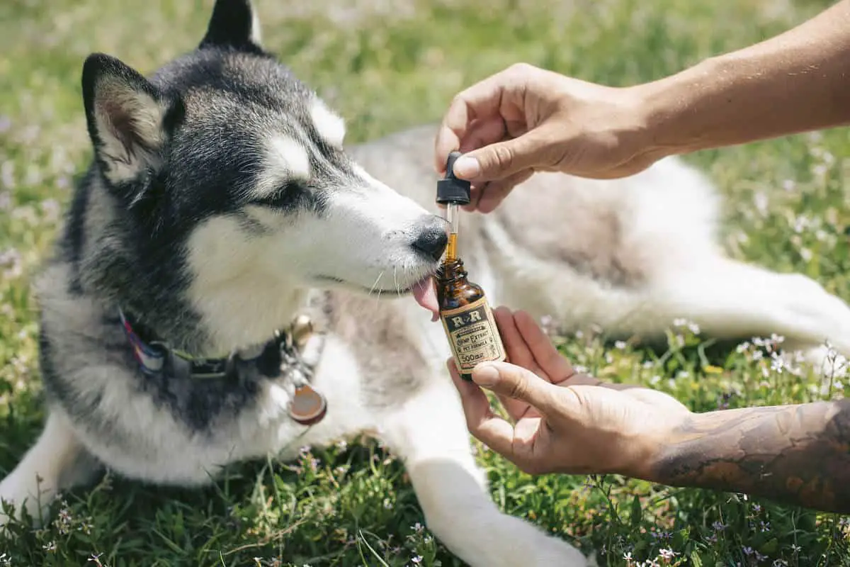 CBD oil for my dog