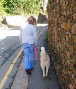 Should I Neuter My Dog. Luna, the grey and white Siberian Husky with a pink lead, loose lead walking on a path with Daniella, next to a road on the right and a tall wall on the left.