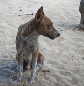 Should I Neuter my Dog. A brown and white stray dog sitting on the sand.