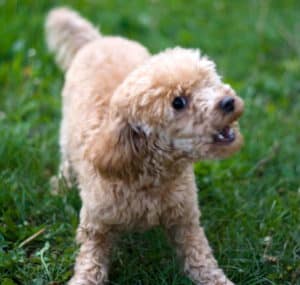 Why It's Important To Train Your Dog. Small cream-colored mini-Poodle barking, standing on grass.