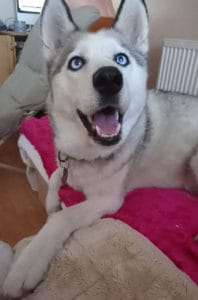 Why It's Important To Train Your Dog. Luna, the grey and white Siberian Husky, lying on a pink and cream fluffy blanket on the sofa, open mouth, relaxed and happy face.