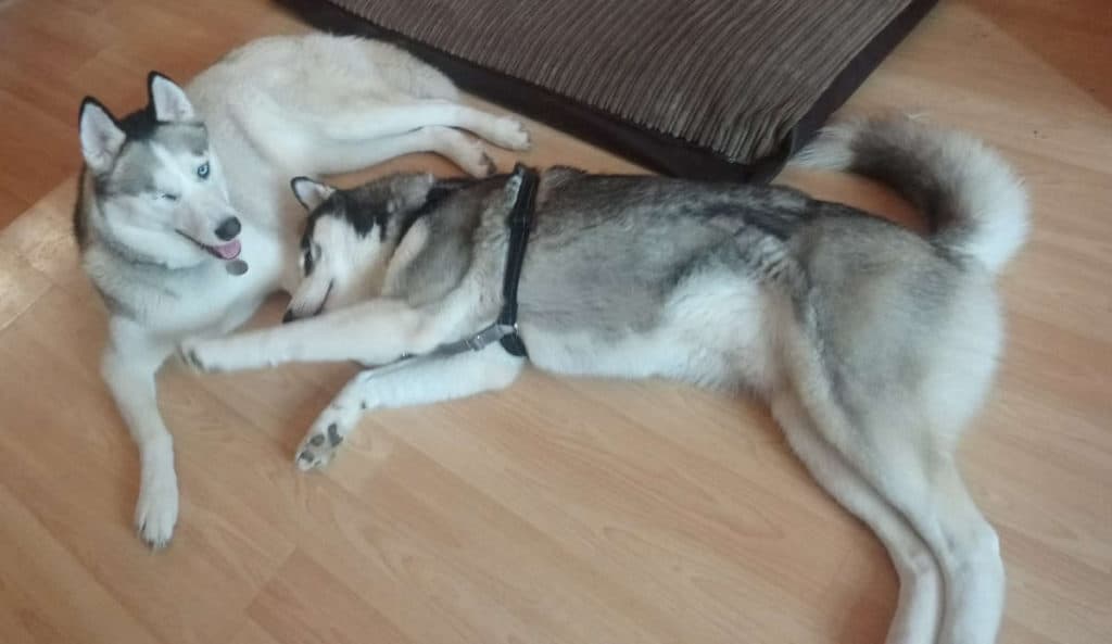 Do Huskies Play Rough. Luna, the grey and white Siberian Husky with one eye, lying beside Ralf, the black and white Siberian Husky on the wooden floor beside the brown corduroy dog bed. 