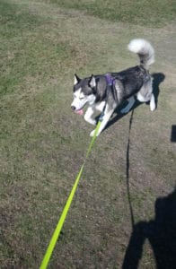 Why It's Important To Train Your Dog. Ralf, the black and white Siberian Husky, wearing a purple harness and a yellow long line lead, walking on the grass.