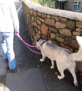 Why It's Important to Train Your Dog. Luna, the grey and white Siberian Husky wearing a pink harness and lead, loose lead walking on a path, next to a wall being led by Daniella.
