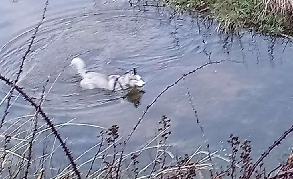 Do Huskies Play Rough. Luna, the grey and white Siberian Husky swimming in a pond with bushes around the pond.