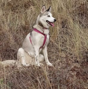 Why It's Important To Train Your Dog. Luna, the grey and white Siberian Husky, wearing a pink harness and collar, sitting in the long grass on the sand dunes.