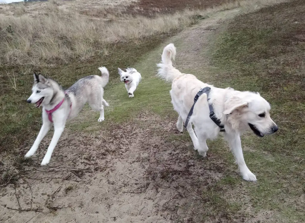 Do Huskies Play Rough. Luna, the grey and white Siberian Husky wearing a pink harness on the left, Max, the white Golden Retriever wearing a black harness on the right, and Buddy the white Llaso Apso at the back, running on a grassy path on the sand dunes.