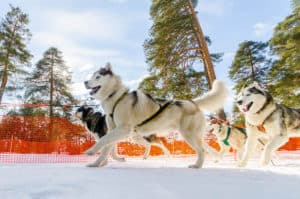 How To Choose The Best Harness For Your Dog. Team of huskies running on snow wearing pulling harnesses, with trees in the background.