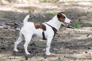 How To Choose The Best Harness For Your Dog. White and brown Jack Russel wearing a brown Y-shaped harness standing on a path.