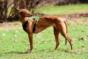 How To Choose The Best Harness For Your Dog. Pharaoh Dog wearing a Y-shaped black and yellow harness, standing on grass with trees in the background.