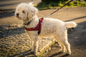 How To Choose The Best Harness For Your Dog. Cream-colored terrier dog wearing a red restrictive back clip harness with a black lead, on a path.