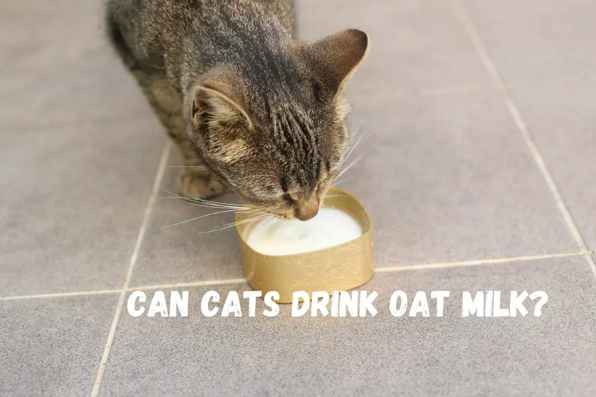 Can Cats Drink Oat Milk?