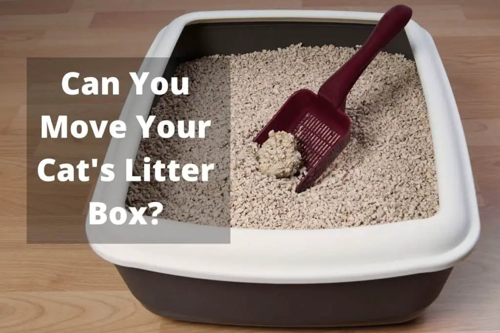 Can You Move Your Cat's Litter Box?