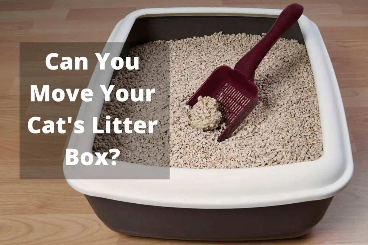 Can You Move Your Cat’s Litter Box?
