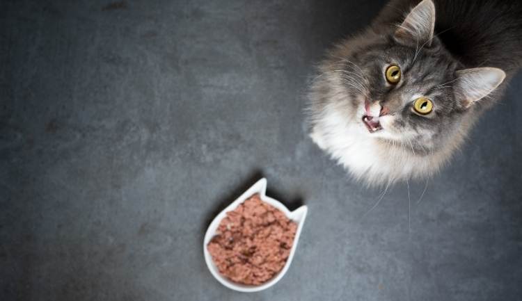 Why Does My Cat Meow Before Jumping. Fluffy grey and white cat with orange eyes meowing up at the camera with a cat-shaped food bowl filled with wet food in front of it on a grey floor.