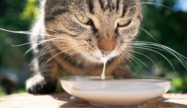 Can Cats Drink Oat Milk. Brown and black striped tabby cat drinking oat milk from a white bowl on a wooden table with trees in the background.