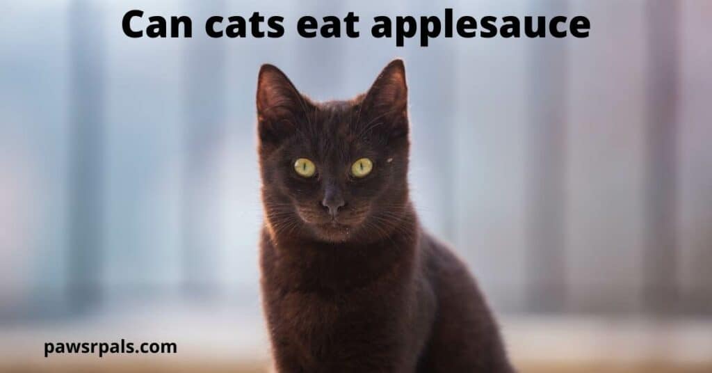 Can Cats Eat Applesauce. A black cat with orange eyes sat looking forward, with a grey background.
