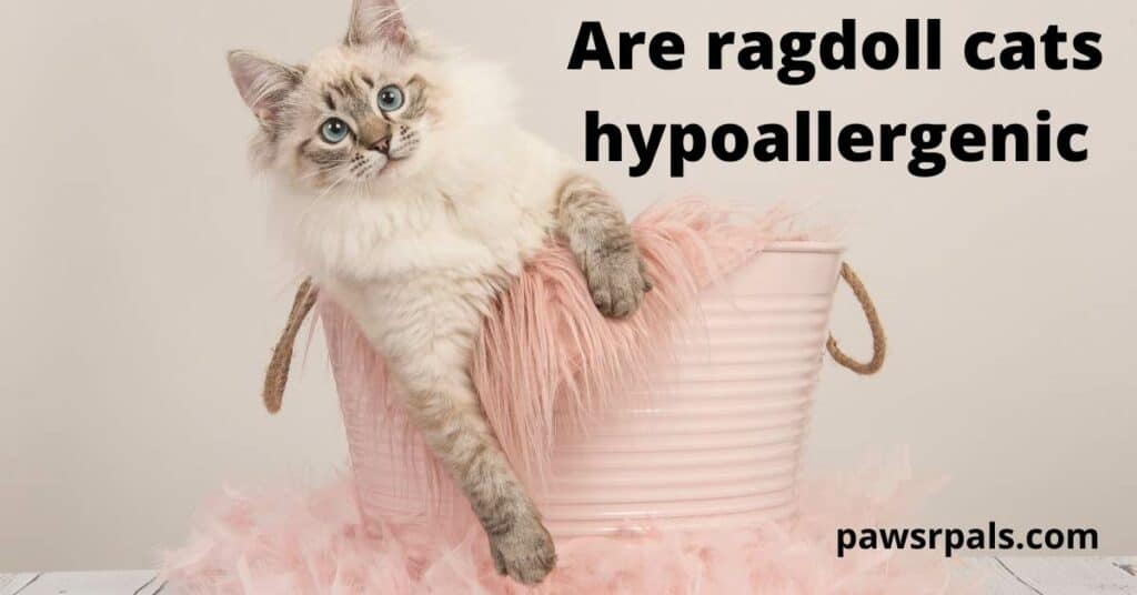 Are ragdoll cats hypoallergenic. A white and grey Ragdoll Cat with blue eyes in a pink tub with rope handles and a pink fluffy blanket over the side of the tub, and pink feather around the base of the tub, on a pale pink background.