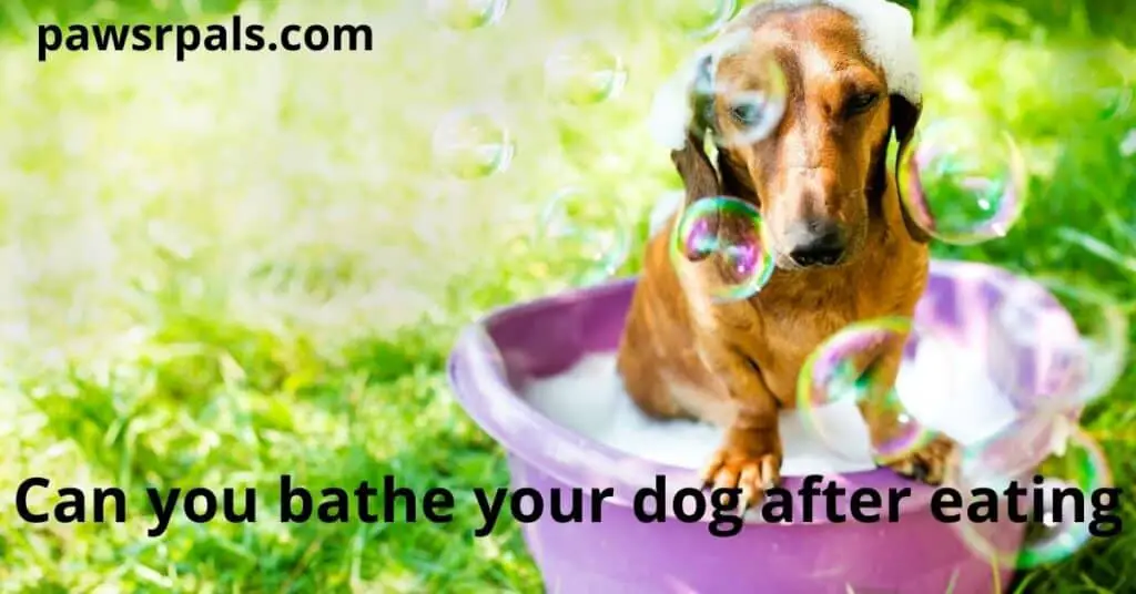 Can you bathe your dog after eating. In a purple soapy bowl, Brown Sausage Dog is on grass with bubbles around its head.