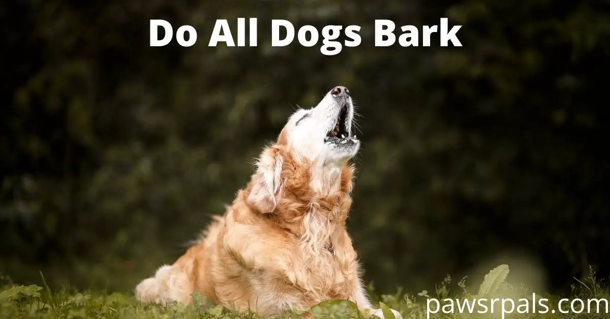 Do All Dogs Bark