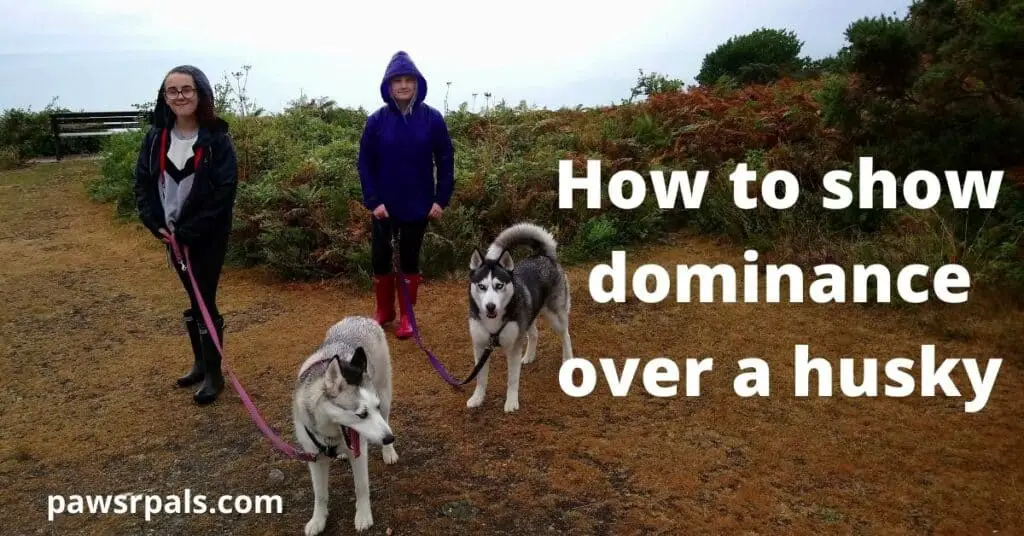 How to show dominance over a husky