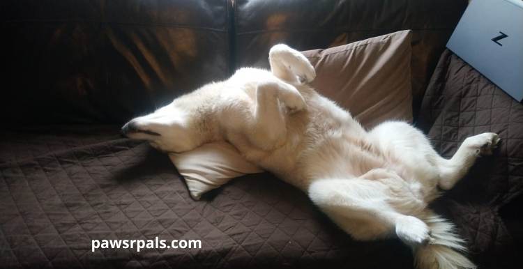 How To Show Dominance Over a Husky. Luna, the grey and white Siberian Husky, lying on her back with her head on a cream cushion on the brown sofa, sleeping.