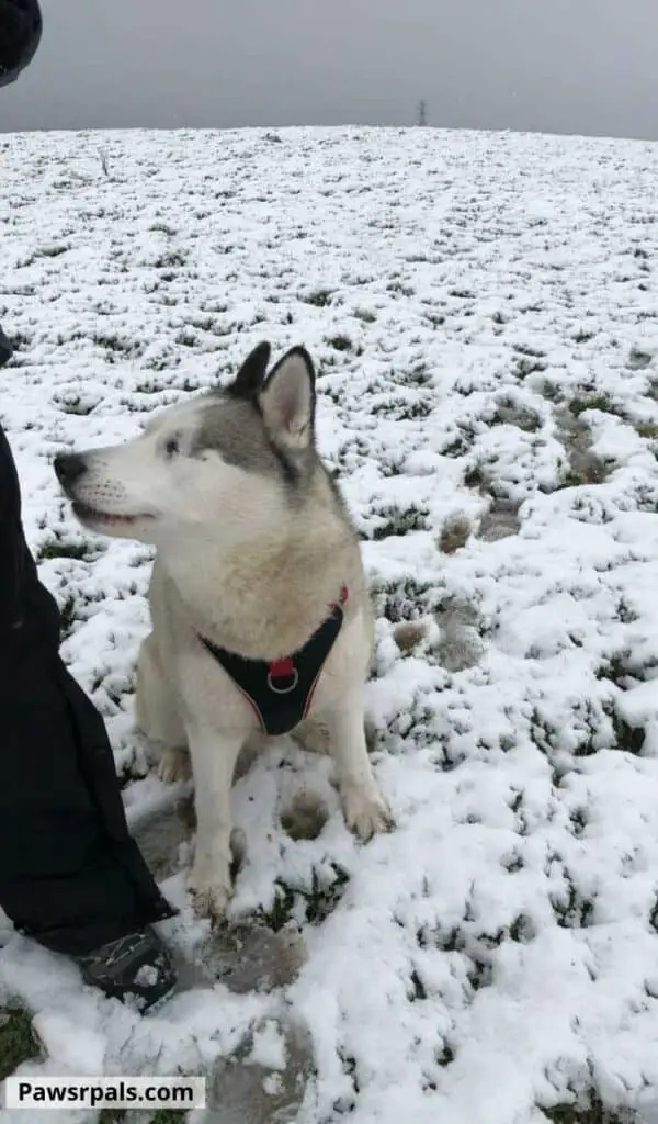 How To Show Dominance Over a Husky. Luna, the grey and white blind Siberian Husky, wearing a black and red harness, sitting at my leg in the field covered in snow.