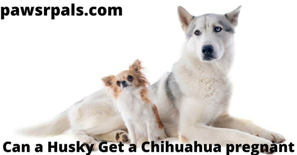 Can a husky get a Chihuahua pregnant. Grey and white Husky lying down with a red and white Chihuahua sat in front of the Husky's stomach on a white background.