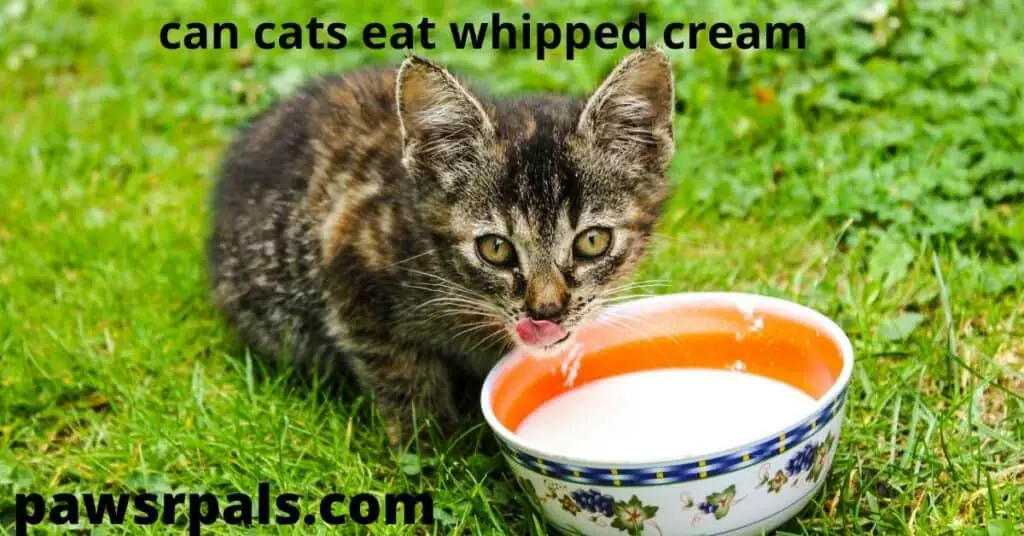 Can cats eat whipped cream. Black and brown tabby kitten licking its nose, with a white and blue floral bowl of milk/cream in front of it on grass.