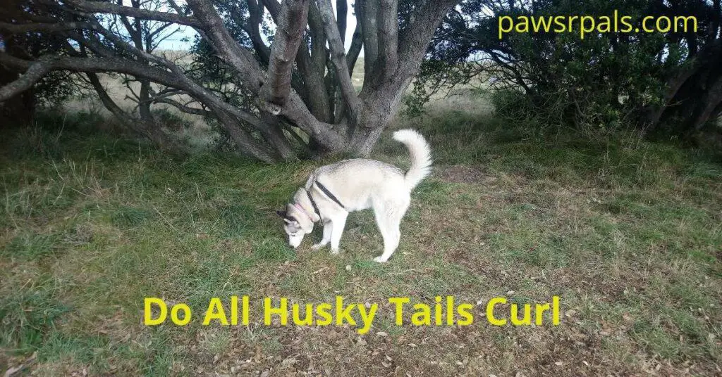 Do all husky tails curl. Luna, the grey and white Siberian Husky, wearing a black harness and pink collar, standing in front of a tree sniffing the grass, tail in a sickle arch with trees in the background.