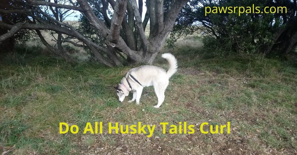 Do all husky tails curl Luna sniffing