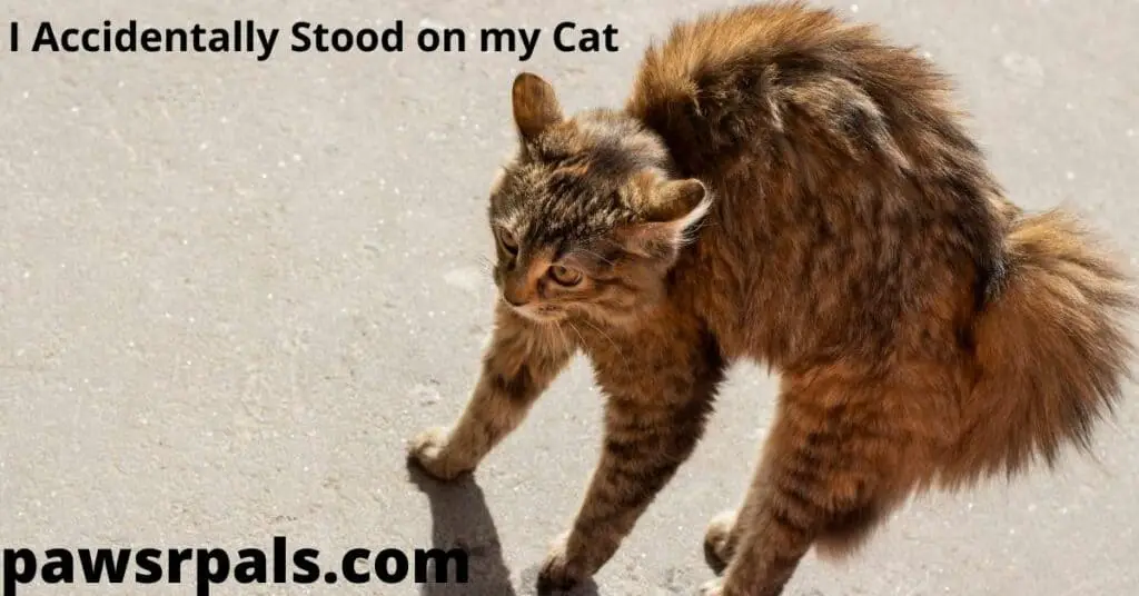 I accidentally stood on my cat. A Brown stripped tabby cat on a concrete path, with an arched back and raised hackles.