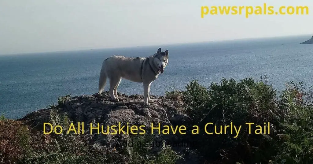 Do All Huskies Have A Curly Tail. Luna, the grey and white Siberian Husky with one eye, wearing a black harness, standing on a rock with her tail pointing down, the sea in the background.