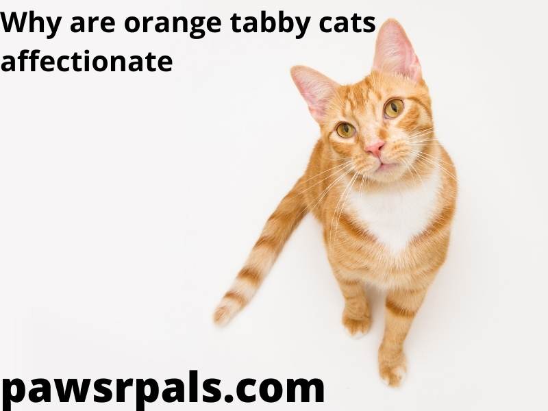 Why are orange tabby cats affectionate. An Orange tabby cat with a white chest and orange eyes, sitting on a white background looking forward.