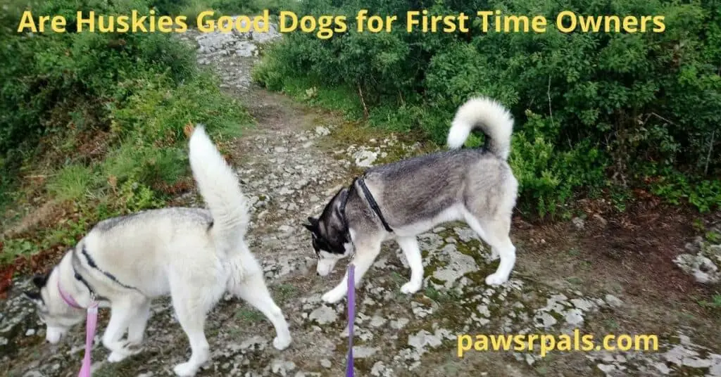 Are Huskies good dogs for first time owners, Luna and her brother enjoying a walk